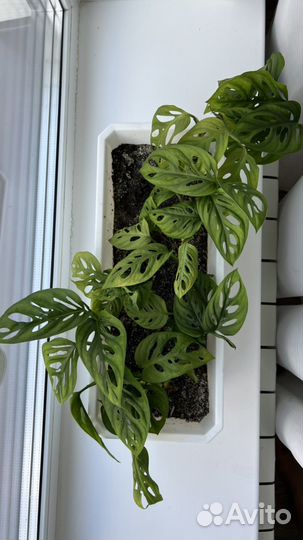 Монстера адансона