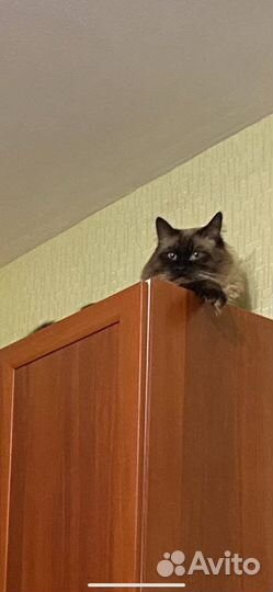 Рэгдолл вязка