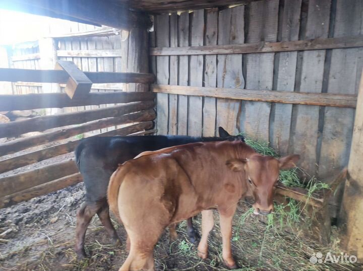 Корова с телятами