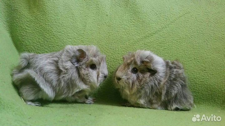 Морские свинки