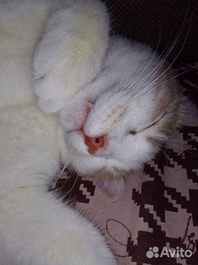 Рыжий котик 2 года