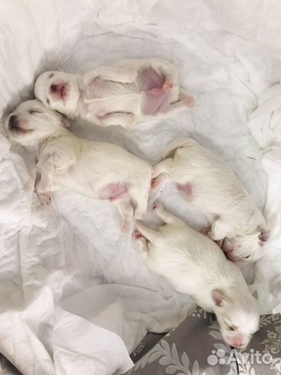 Щенки мальтезе мини