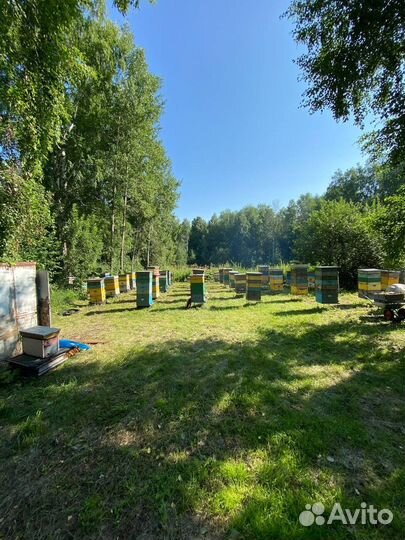 Мед оптом с Алтая / Экспорт в Китай и снг