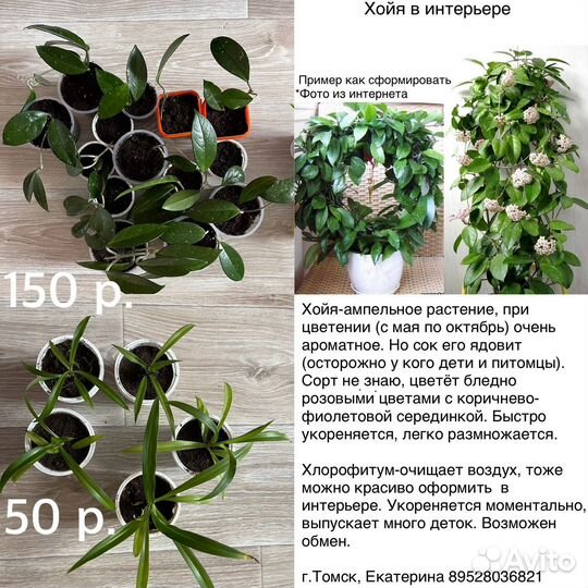 Хойя, Хлорофитум