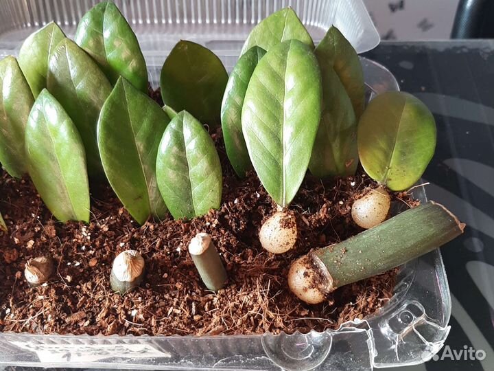 Замиокулькас долларовое дерево