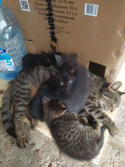 Котята в добрые руки
