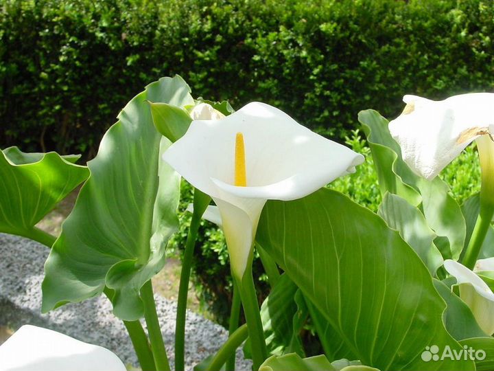 Цветы каллы