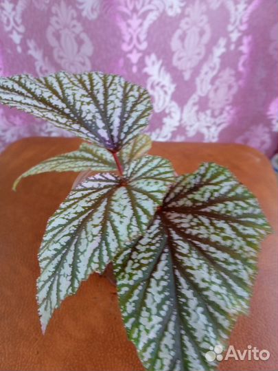 Бегония вечноцветущая