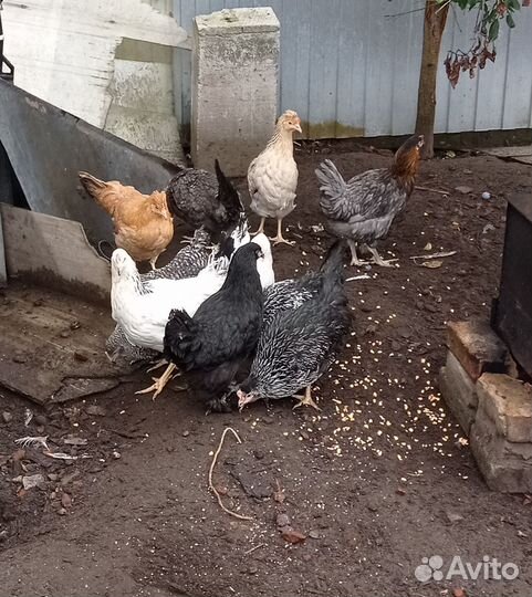Куры молодки доминант