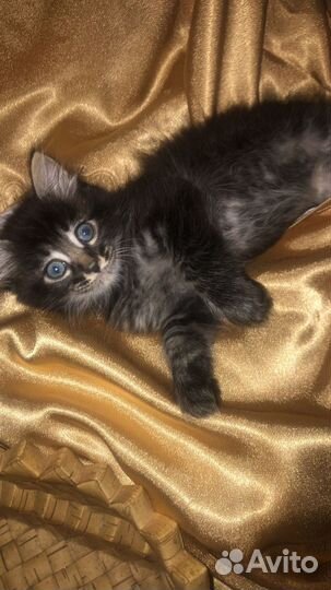 Отдают котят