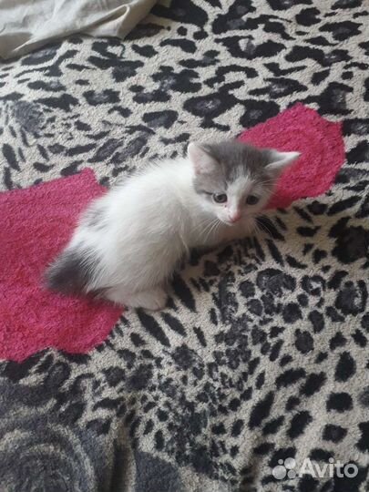 Котята
