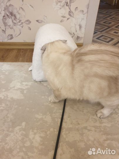 Домик для кошки новый