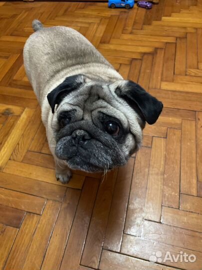 Мопс вязка мальчик