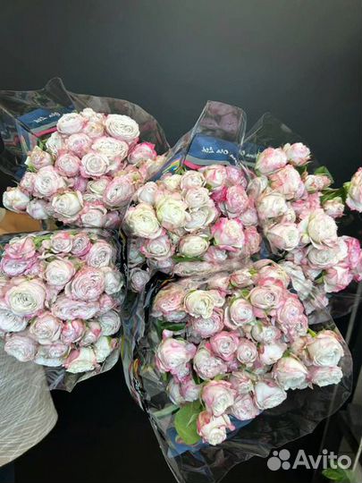 Роза кустовая Опт