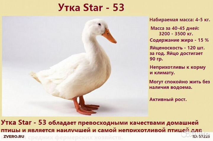 Утята. Гусята