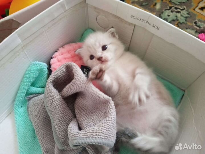 Котята мальчики от вислоухой мамы в дар бесплатно