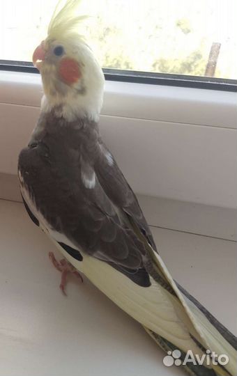 Попугай корелла птенец