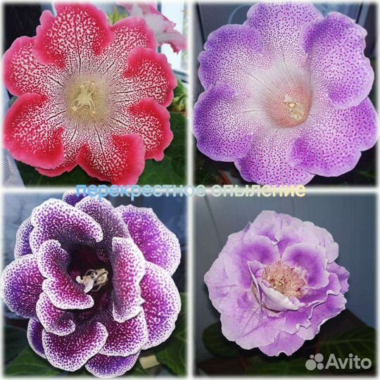 Глоксинии - перекрестное опыление, смесь