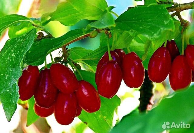 Куст кизила