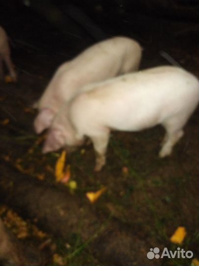 Поросята ландрас