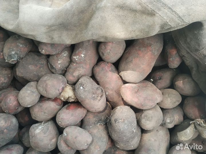 Картофель с доставкой