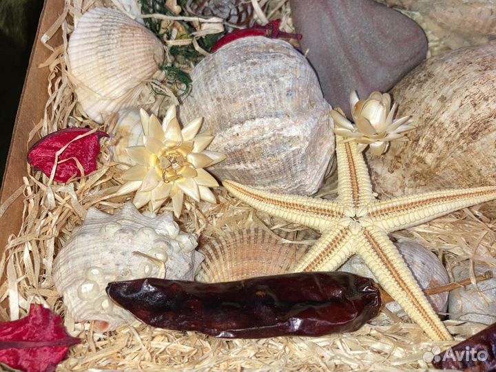 Ракушки для аквариума или украшения