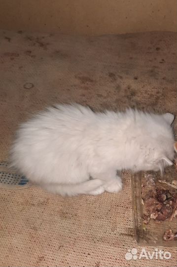 Котята