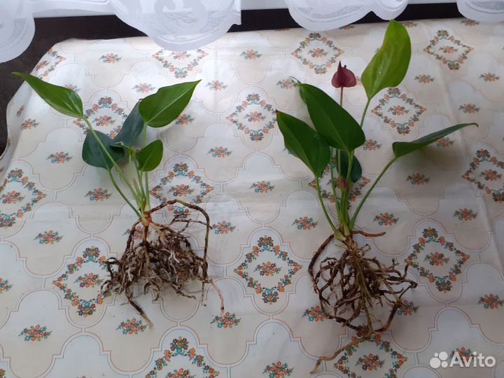 Антуриум Сирано