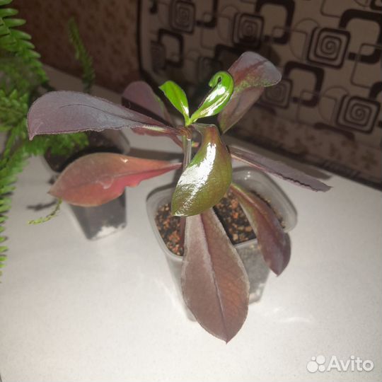 Комнатные растения