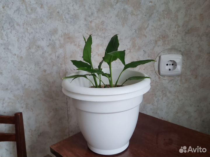 Слип комбинезон 2шт новые