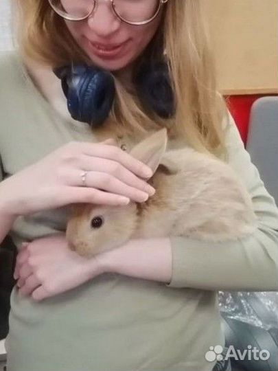 Кролик в аренду