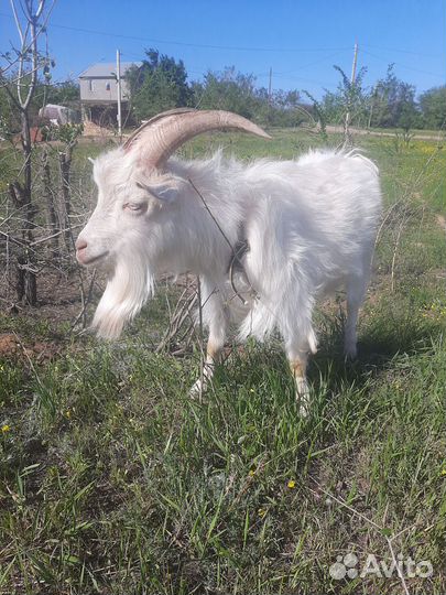 Коза дойная молочная
