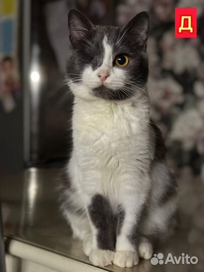 Котики из приюта