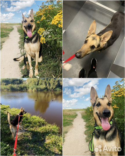 Выгул передержка собак район ул Аксакова ЖК Восток