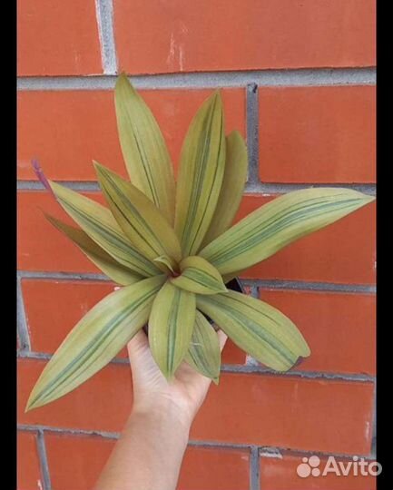 Редкие растения и не только