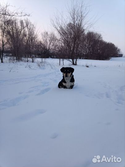 Отдам в добрые руки