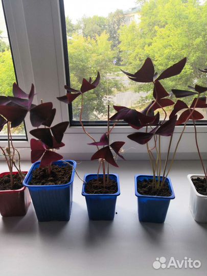 Комнатные цветы Кислица