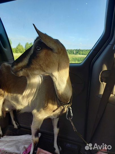 Козы дойные