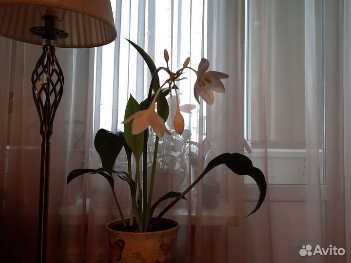 Эухарис амазонская лилия