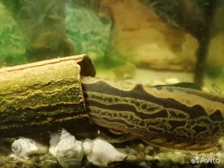 Макрагнатус - аквариумная рыа