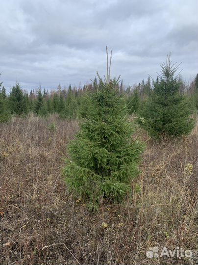 Саженцы ели, сосны, с комом земли, 3,4,5 метров