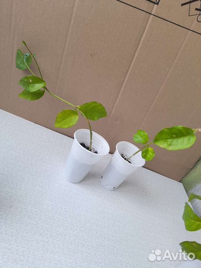 Комнатный жасмин Самбак