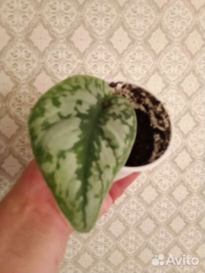 Эпипремнум Ауреа и Сциндапсус Экзотика