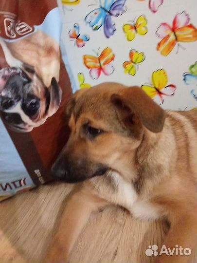 Щенок девочка