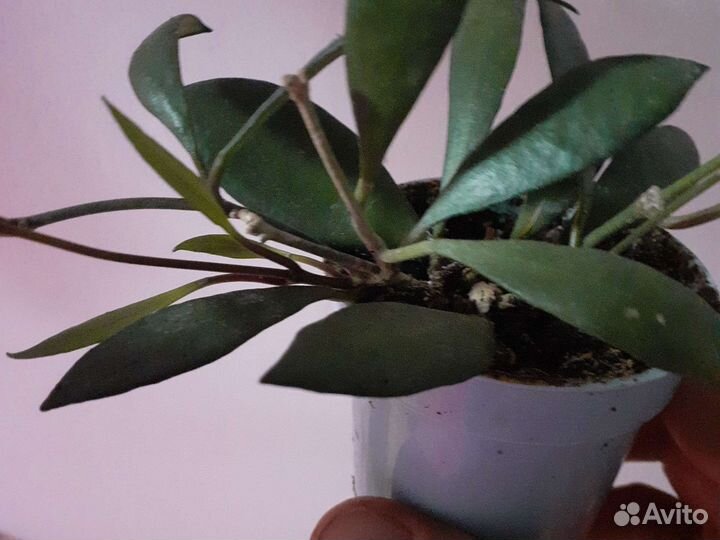 Сингониумы,хойя