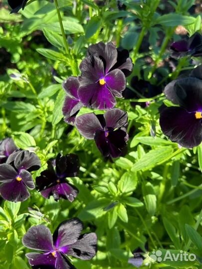 Чернильные анютины глазки рассада