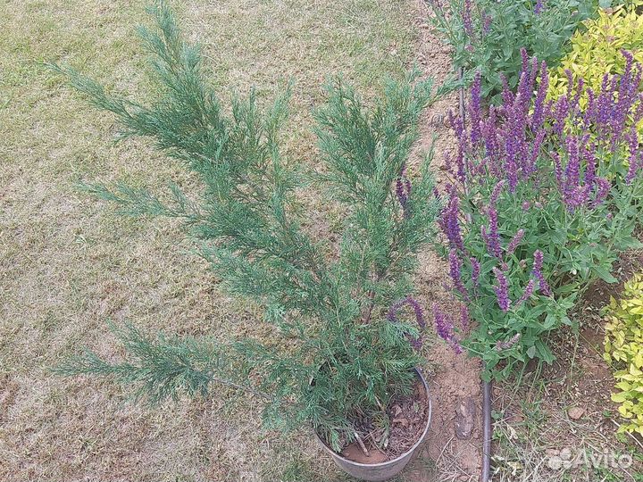 Можжевельник