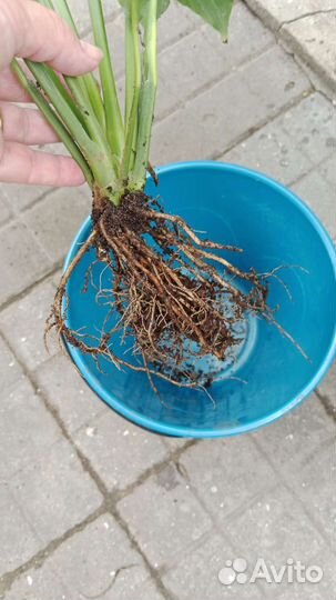 Спатифиллум