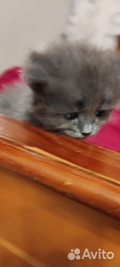 Кошки