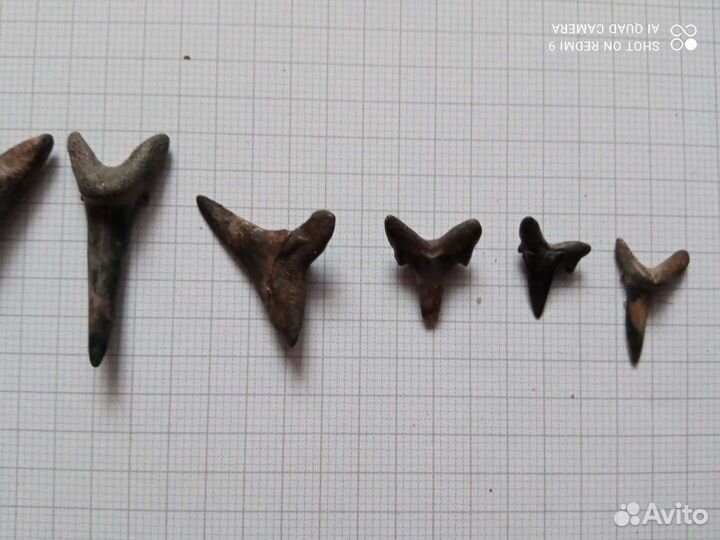 Зубы акулы древней,окаменелые(амулеты)